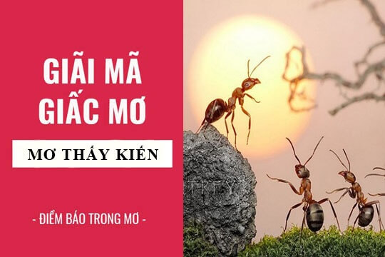 Giấc mơ thấy kiến mang điềm báo lành hay xấu?