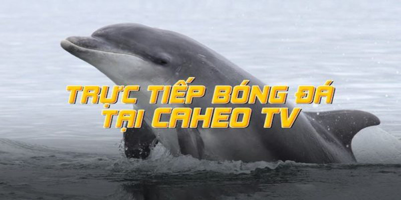 Sơ lược về trang xem trực tiếp bóng đá tại caheo tv