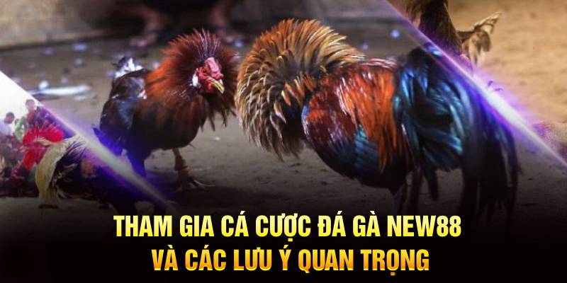 Đôi điều cần biết về đá gà New88