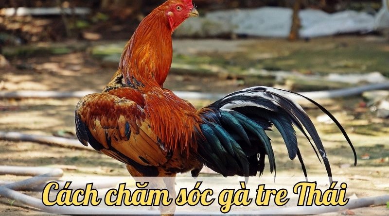 Khám phá giống gà Tre Thái: Cách chăm sóc và các loại phổ biến tại Việt Nam