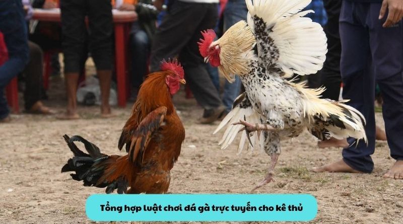 Tìm hiểu về luật chơi đá gà trực tuyến cho người mới bắt đầu