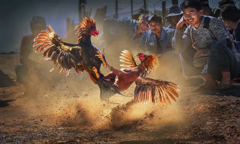 Quản lý vốn thông minh tại nhà cái Bigbet88 đá gà online