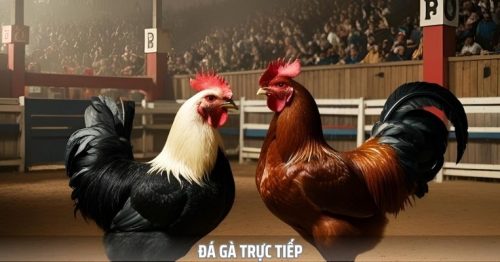 Đá Gà Trực Tiếp – Xem Những Pha Đấu Kịch Tính Từng Giây