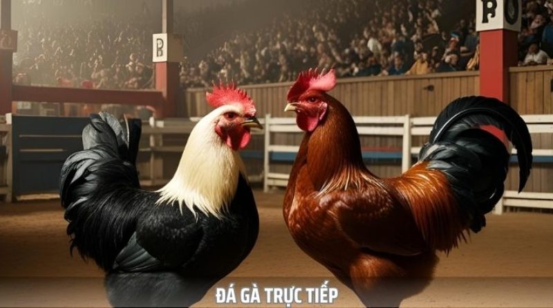 Đá Gà Trực Tiếp – Xem Những Pha Đấu Kịch Tính Từng Giây