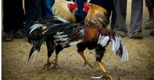Đá Gà Cựa Dao – Loại hình đá gà rực lửa tại nhà cái Alo789 